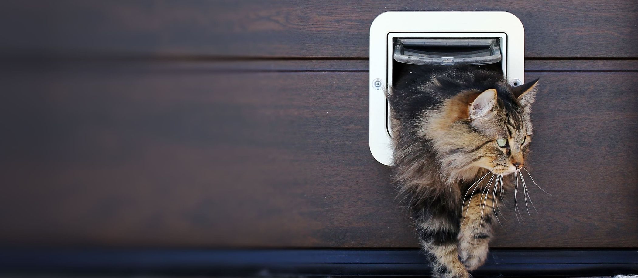 Katze kommt durch eine Katzentür rein